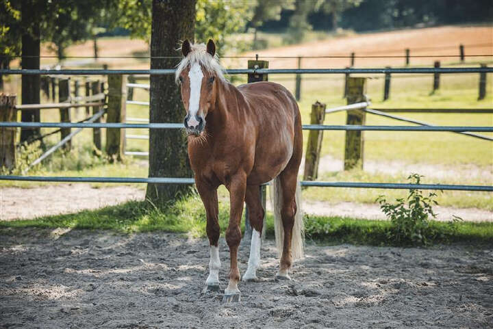 pferd wiese wissenswert magengeschwuer derbymed